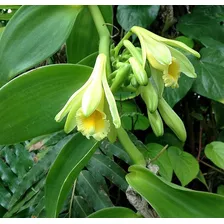 Planta De Vainilla Las Orquídeas Tropicales Del Ecuador