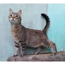 Gata Castrada De 5 Años En Adopcion Responsable