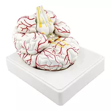 Modelo De Anatomía Cerebro Práctico Escultura 3d 7 Piezas