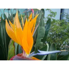 Semente Ave Do Paraíso Strelitzia Reginae Estrelicia Flor 40