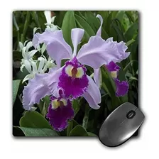 3drose Llc 8 X 8 X 025 Pulgadas Mouse Pad Orquidea Mp _ 3355