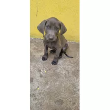 Cachorritos Weimaraner (braco De Weimar)