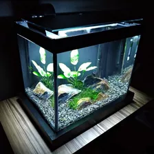 Aquário 15l Quili Blackbox Q-15 + Decoração