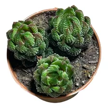 Haworthia Unha De Gato Suculenta Linda Mudas Naturais