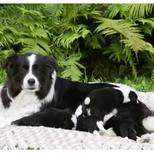 Hermosos Cachorros Border Collie Hembra Disponibles