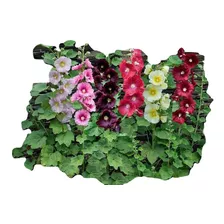 Semillas Malva, Alcea Rosea Mix Colores 