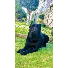 Semental Cane Corso (mastín Italiano) Yeager