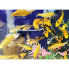 6 Carpas Koi 5 A 7cm. Crias Nacionales. Acuario Aquariumba