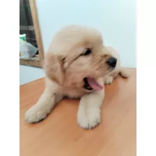 Vendo Cachorro Golden. Vacunado Y Desparacitado Entrega Inme