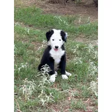 Cachorro Border Collie Puro