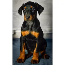 Doberman Negros