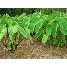 15 Sementes P Mudas Inhame Coco Cará Cipó Batata Doce Rizoma