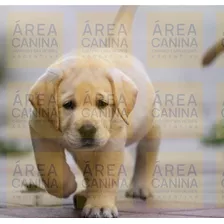 Los Labrador Mas Puros Que Podes Imaginarte