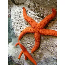 Estrella De Mar Naranja Acuario Marino Compatible Coral