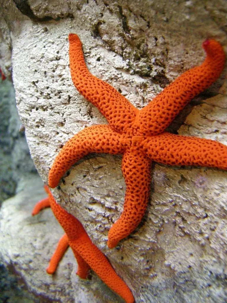 Estrella De Mar Naranja Acuario Marino Compatible Coral