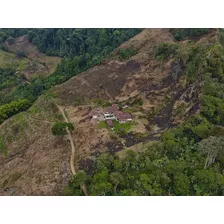 Se Vende Finca En El Municipio De Pijao Quindio 