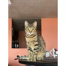 Gatito En Adopción Norte De Quito