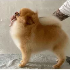 Pomerania Macho Mini Para Servicio