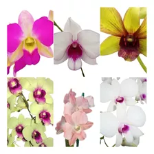 Pacote 10 Mudas De Orquidea Denphal Lindas Frete Gratis