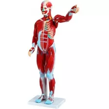 Figura Anatomía Muscular Humana 27 Piezas Desmontable