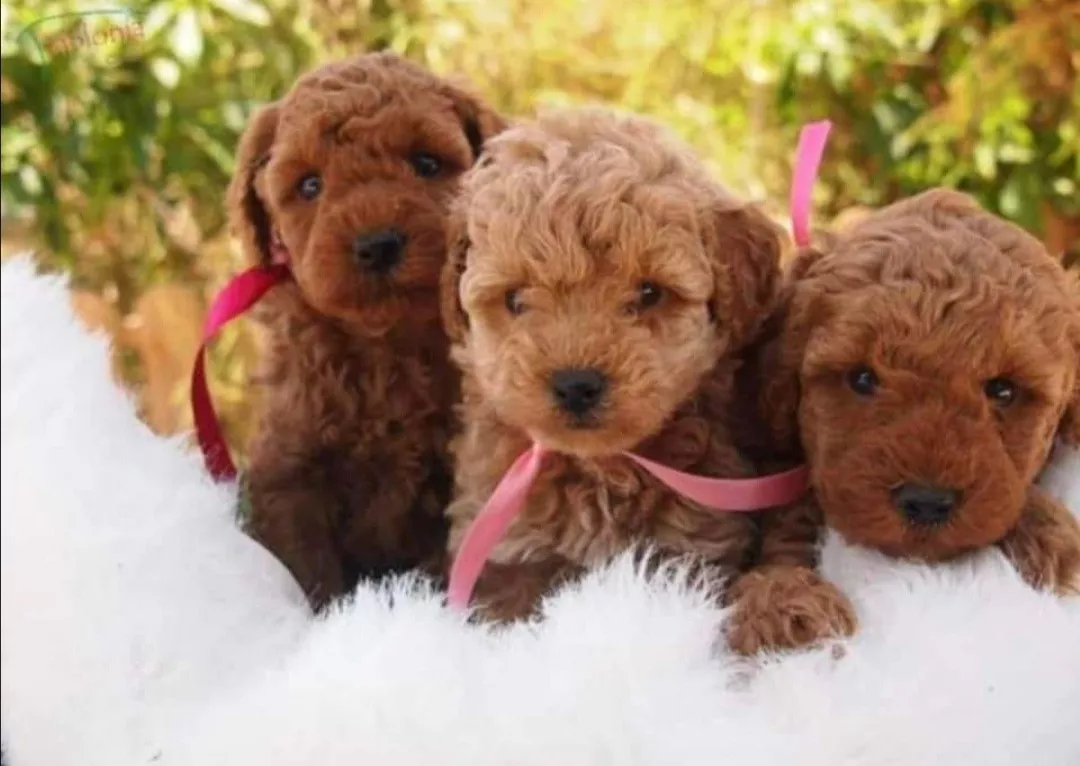 Cachorros French Poodle Minitoy Padres De Excelente Genética
