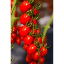 Semillas Tomate Cherry Perita Bella Huerta Epoca De Simbra