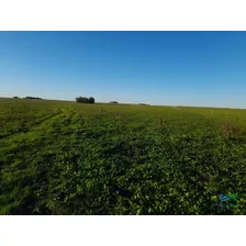 Campos En Itapebi Salto, 388 Has Campo Agrícola-ganadero Bueno En Serio !