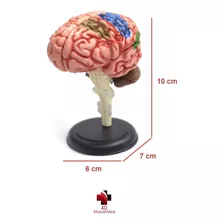 Anatomia Do Corpo Humano - Cérebro 4d Master Med