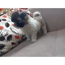 Shihtzu Puros Vacunados Valor 320