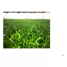 Rye Grass Perenne Turf Type 1kg - Raigras - Semillas