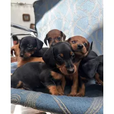 Cachorros Salchichas Mini