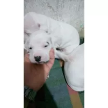 Vendo Últimas Dos Cachorras Dogo Argentino Con Vacuna 