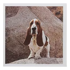 A Basset Hound Dog - Us05 Zmu0117 - Zandria Muench Bera...