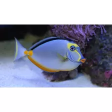 Pez Cirujano Naso Acuario Marino Peces