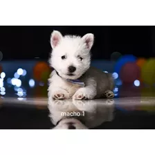 Cachorros Westy White Terrier 100%puros