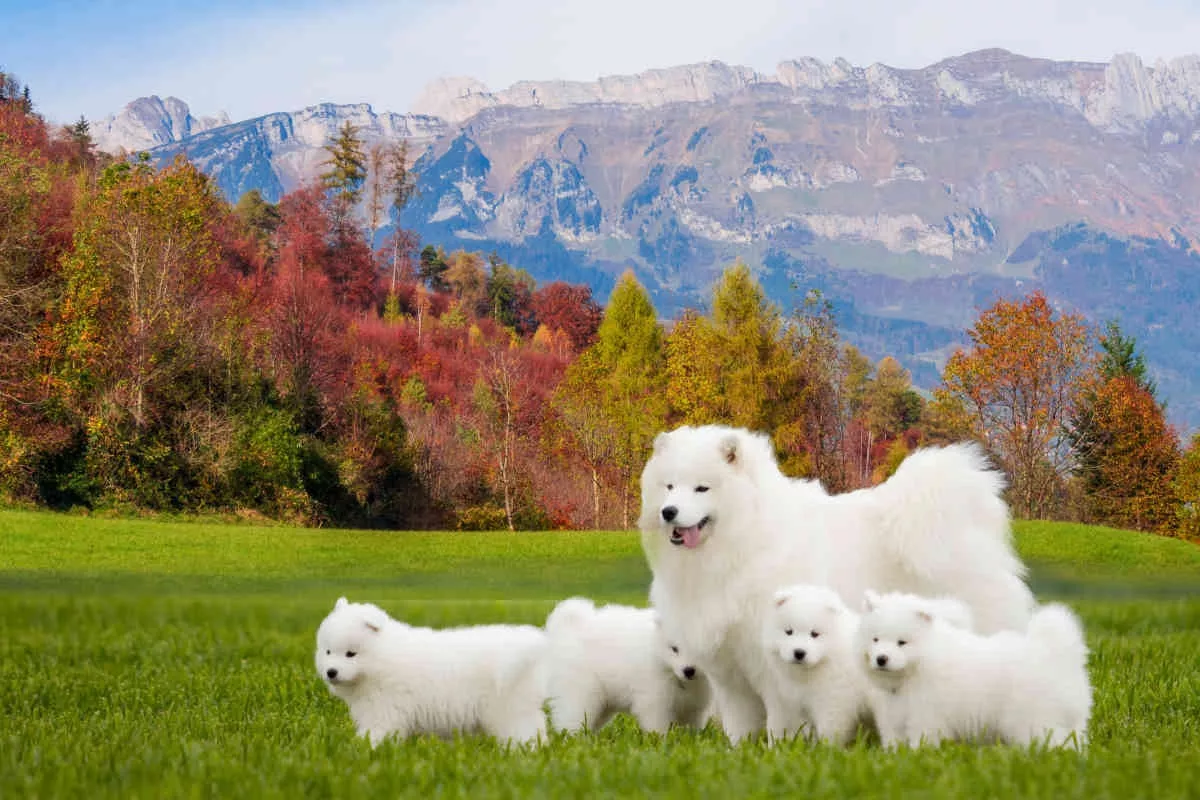 Cachorros Samoyedo Para Adopción