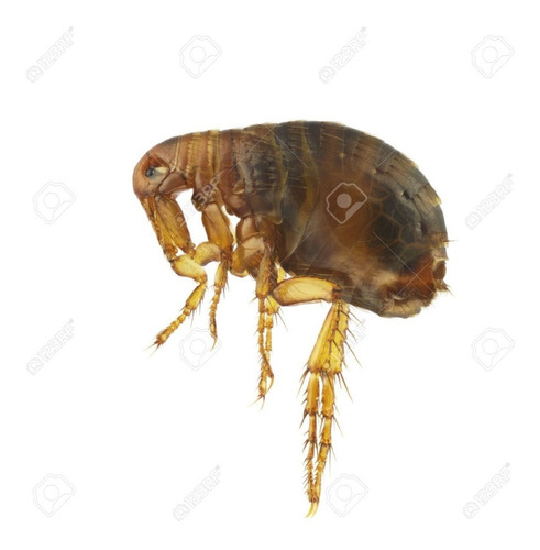 Fumigadoresgastronomico Cucarachas Ecologico X 1 Lt