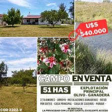 Hermoso Campo Olivo Ganadero De 51 Hectáreas En Lavalleja