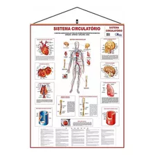 Mapa Do Corpo Humano Sistema Circulatório Laminado Banner