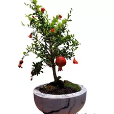 Bonsai De Romã Com 9 Anos Fotos Reais Já Fertilizada C/ Vaso