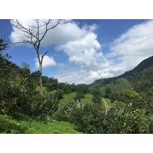 Se Vende Finca Aguacatera 22 Cuadras Pijao