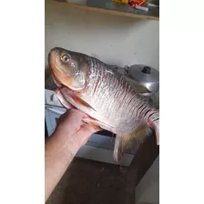 Peixe Fresquinho 
