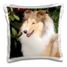 Danita Delimont Perros Purebred Rough Collie Perro Na02 P