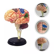 Modelo Anatómico De Cerebro Colores 15 Partes