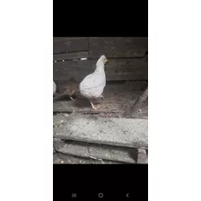 Venta De Varias Gallinas En Cartago 