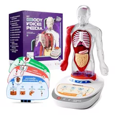 Ciencia Can Human Body Model For Kids, Interactive Anatomy T