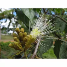 250 Sementes P Muda Ingá Ingazeiro Sítio Fazenda Ruas Praças