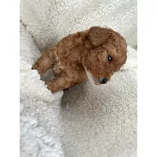 Hermosos Cachorros French Poodle Rojos