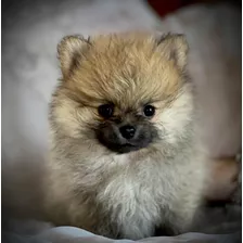 Pomerania Cachorros