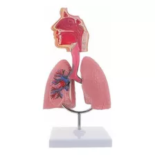 Modelo Anatomico Estudio Sistema Respiratorio Pulmones 27cm